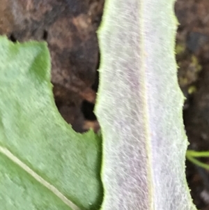 Senecio phelleus at Acton, ACT - 6 Aug 2022