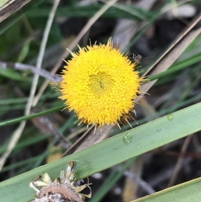 Coronidium oxylepis subsp. lanatum (Woolly Pointed Everlasting) at Black Mountain - 6 Aug 2022 by Tapirlord