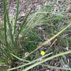 Coronidium oxylepis subsp. lanatum at Yarralumla, ACT - 6 Aug 2022