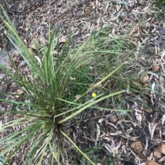 Coronidium oxylepis subsp. lanatum at Yarralumla, ACT - 6 Aug 2022