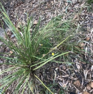 Coronidium oxylepis subsp. lanatum at Yarralumla, ACT - 6 Aug 2022