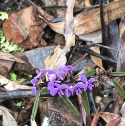 Hovea heterophylla (Common Hovea) at Black Mountain - 6 Aug 2022 by Tapirlord