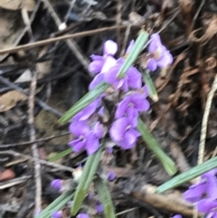 Hovea heterophylla at Bruce, ACT - 6 Aug 2022