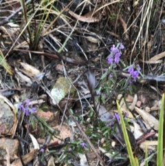 Hovea heterophylla at Bruce, ACT - 6 Aug 2022