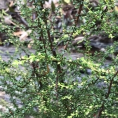 Olearia microphylla (Olearia) at Black Mountain - 6 Aug 2022 by Tapirlord