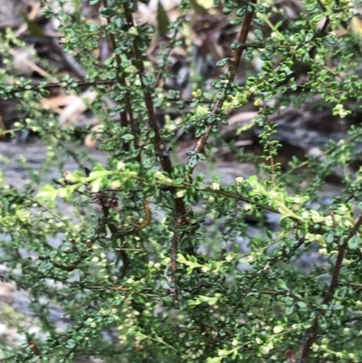 Olearia microphylla (Olearia) at Black Mountain - 6 Aug 2022 by Tapirlord