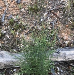Olearia microphylla at Bruce, ACT - 6 Aug 2022