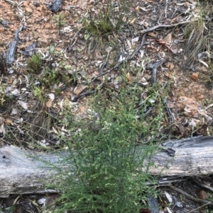 Olearia microphylla at Bruce, ACT - 6 Aug 2022