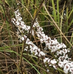 Leucopogon attenuatus (Small-leaved Beard Heath) at Black Mountain - 6 Aug 2022 by Tapirlord