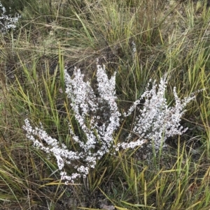 Leucopogon attenuatus at Bruce, ACT - 6 Aug 2022