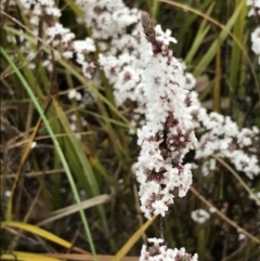 Styphelia attenuata at Bruce, ACT - 6 Aug 2022