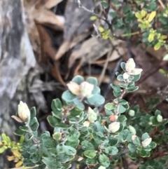 Brachyloma daphnoides (Daphne Heath) at Black Mountain - 6 Aug 2022 by Tapirlord