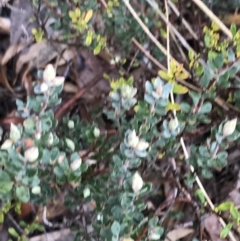 Brachyloma daphnoides at Acton, ACT - 6 Aug 2022