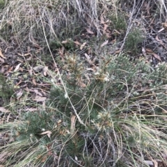 Hakea decurrens subsp. decurrens (Bushy Needlewood) at Black Mountain - 6 Aug 2022 by Tapirlord