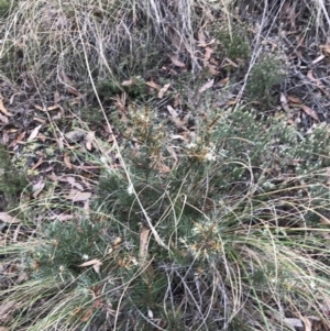 Hakea decurrens subsp. decurrens at Acton, ACT - 6 Aug 2022