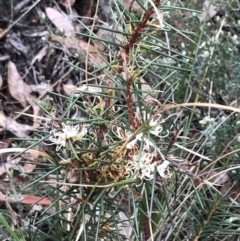 Hakea decurrens subsp. decurrens at Acton, ACT - 6 Aug 2022