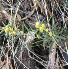 Acacia lanigera var. lanigera (Woolly Wattle, Hairy Wattle) at Black Mountain - 6 Aug 2022 by Tapirlord