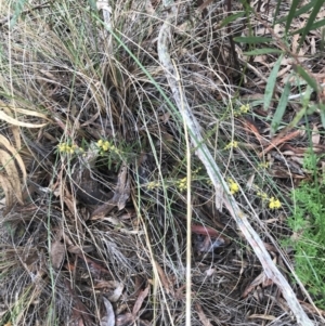 Acacia lanigera var. lanigera at Acton, ACT - 6 Aug 2022 01:23 PM