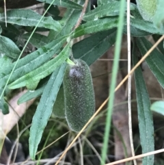 Billardiera scandens (Hairy Apple Berry) at Acton, ACT - 6 Aug 2022 by Tapirlord