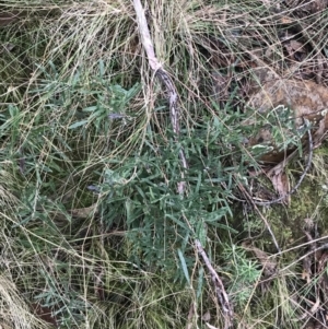 Billardiera scandens at Acton, ACT - 6 Aug 2022 01:19 PM