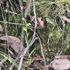 Bunochilus umbrinus (ACT) = Pterostylis umbrina (NSW) (Broad-sepaled Leafy Greenhood) at Acton, ACT by Tapirlord