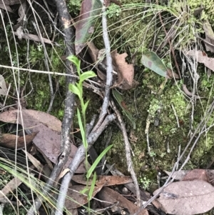 Bunochilus umbrinus at suppressed - 6 Aug 2022