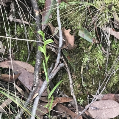 Bunochilus umbrinus (Broad-sepaled Leafy Greenhood) at Acton, ACT - 6 Aug 2022 by Tapirlord