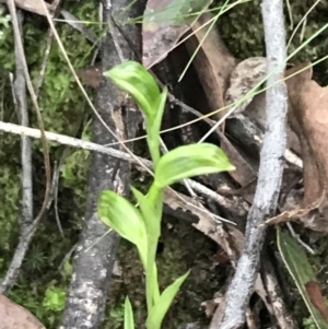 Bunochilus umbrinus at suppressed - 6 Aug 2022