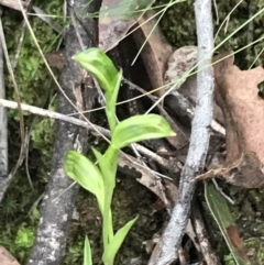 Bunochilus umbrinus at suppressed - 6 Aug 2022