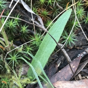 Glossodia major at Acton, ACT - suppressed