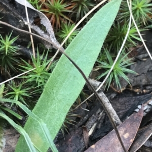 Glossodia major at Acton, ACT - suppressed