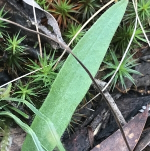 Glossodia major at Acton, ACT - suppressed