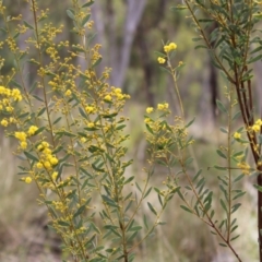 Acacia buxifolia subsp. buxifolia (Box-leaf Wattle) at Black Mountain - 6 Aug 2022 by Tapirlord