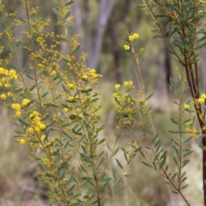 Acacia buxifolia subsp. buxifolia at Acton, ACT - 6 Aug 2022