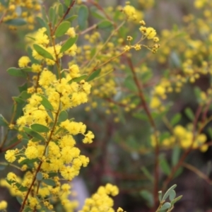 Acacia buxifolia subsp. buxifolia at Acton, ACT - 6 Aug 2022