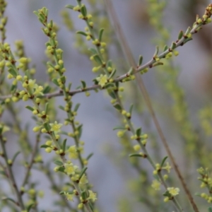 Phyllanthus occidentalis at Acton, ACT - 6 Aug 2022