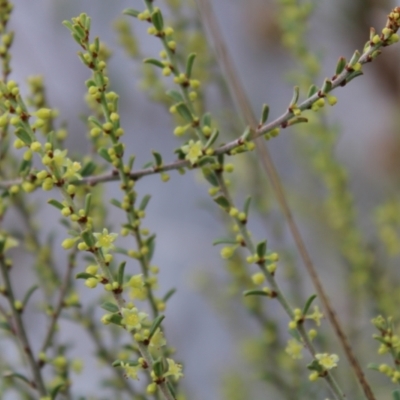 Phyllanthus occidentalis (Thyme Spurge) at Black Mountain - 6 Aug 2022 by Tapirlord