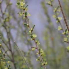 Phyllanthus occidentalis at Acton, ACT - 6 Aug 2022