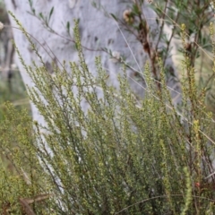 Phyllanthus occidentalis at Acton, ACT - 6 Aug 2022