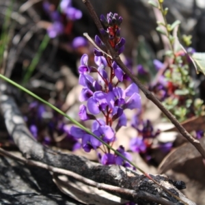 Hardenbergia violacea at Acton, ACT - 6 Aug 2022 12:45 PM