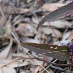 Hardenbergia violacea at Acton, ACT - 6 Aug 2022 12:45 PM