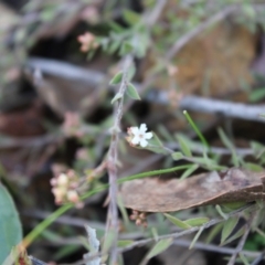 Leucopogon virgatus (Common Beard-heath) at Black Mountain - 6 Aug 2022 by Tapirlord