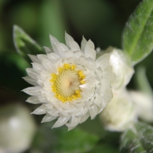 Coronidium elatum subsp. elatum at Guerilla Bay, NSW - 6 Aug 2022