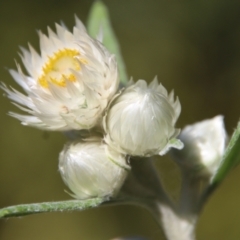 Coronidium elatum subsp. elatum at Guerilla Bay, NSW - 6 Aug 2022