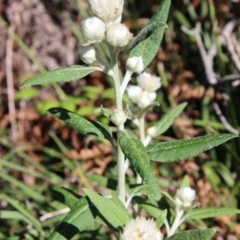 Coronidium elatum subsp. elatum at Guerilla Bay, NSW - 6 Aug 2022