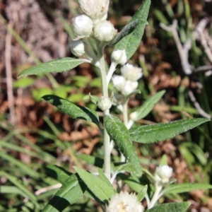 Coronidium elatum subsp. elatum at Guerilla Bay, NSW - 6 Aug 2022