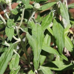 Coronidium elatum subsp. elatum at Guerilla Bay, NSW - 6 Aug 2022