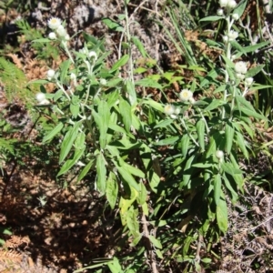 Coronidium elatum subsp. elatum at Guerilla Bay, NSW - 6 Aug 2022