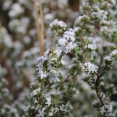 Leucopogon microphyllus var. pilibundus (Hairy Beard Heath) at Black Mountain - 6 Aug 2022 by Tapirlord