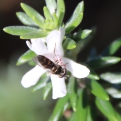 Unidentified Hover fly (Syrphidae) at Guerilla Bay, NSW - 6 Aug 2022 by LisaH